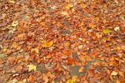 IMG_20171021_154416